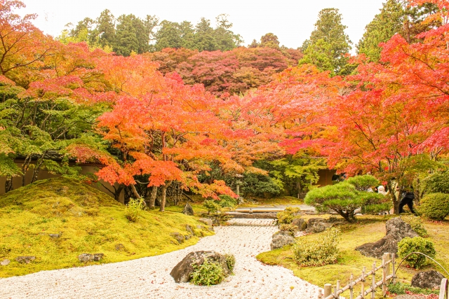 Entsuin Temple Autumn Leaves